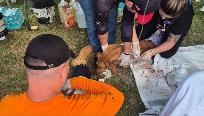  Rede de manejo que atua em desastres amparou 2,3 mil animais em Rio Bonito do Iguaçu